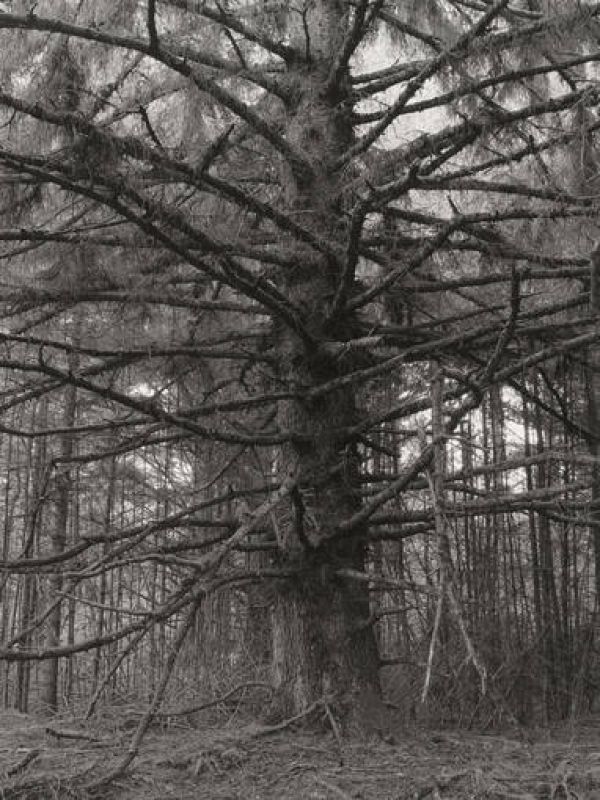  Sitka Spruce, Cape Blanco State Park, Curry County (Oregon), 1999-2000/Universidad de Yale