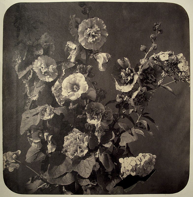 "Ramo de malvarrosa (Etude de Fleurs)", de Adolphe Braun. Hacia 1857.