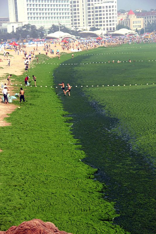 Las algas que cubren la superficie del Mar bloquean la luz del sol y acaparan el oxígeno del agua, lo cual puede afectar el ecosistema marino.