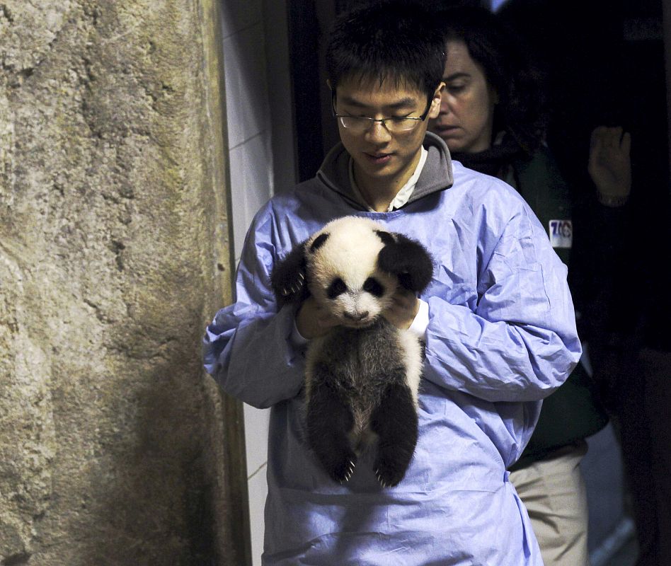 LA CRÍA DE OSO PANDA GIGANTE CUMPLE DOS MESES Y SE PRESENTA EN SOCIEDAD