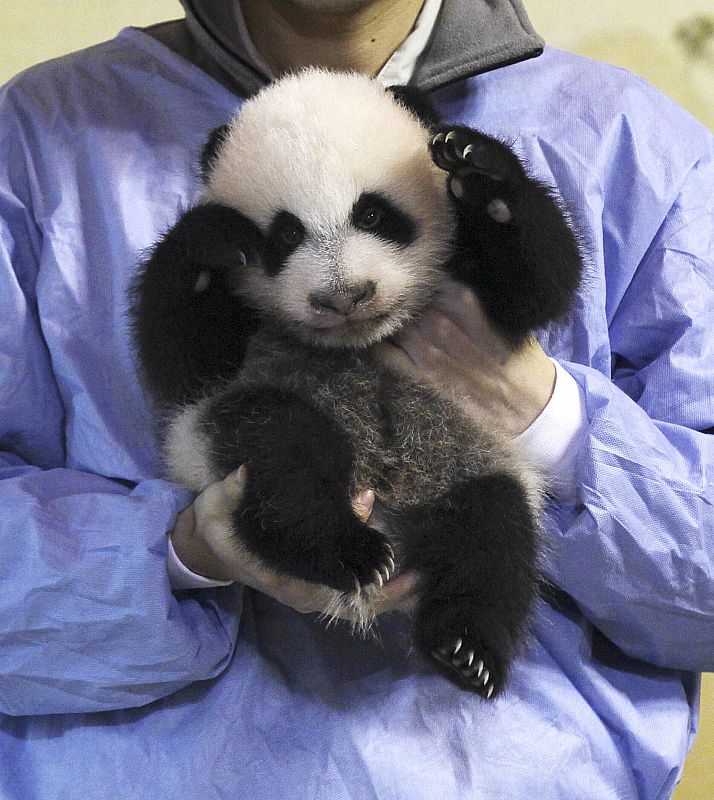 LA CRÍA DE OSO PANDA GIGANTE CUMPLE DOS MESES Y SE PRESENTA EN SOCIEDAD