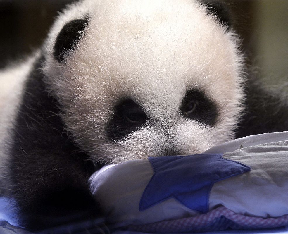 LA CRÍA DE OSO PANDA GIGANTE CUMPLE DOS MESES Y SE PRESENTA EN SOCIEDAD