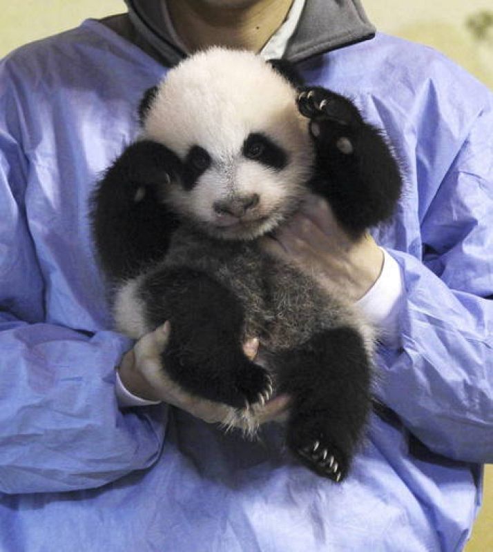 LA CRÍA DE OSO PANDA GIGANTE CUMPLE DOS MESES Y SE PRESENTA EN SOCIEDAD