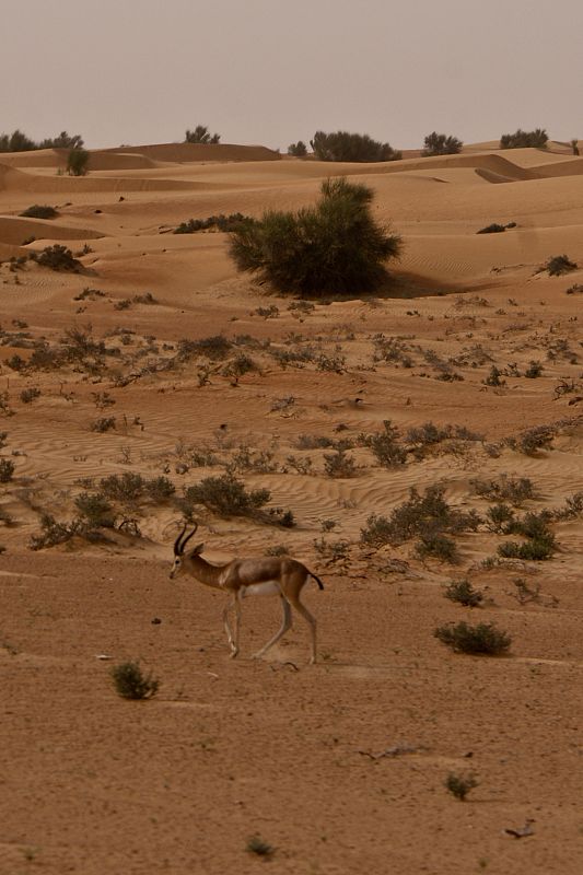 Desierto de Dubái en torno a Al Maha