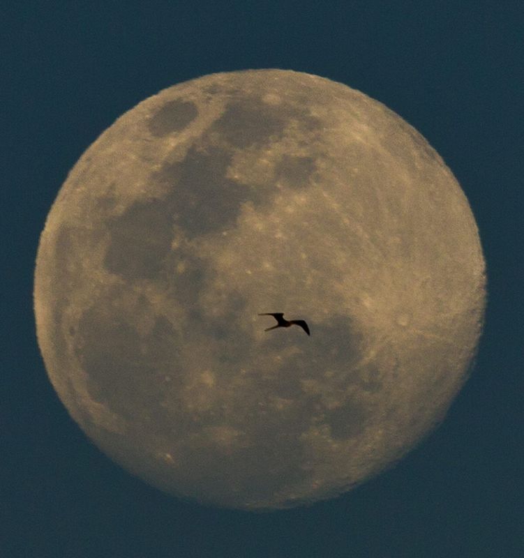 Un pájaro pasa frente a la luna llena en Río de Janeiro (Brasil).