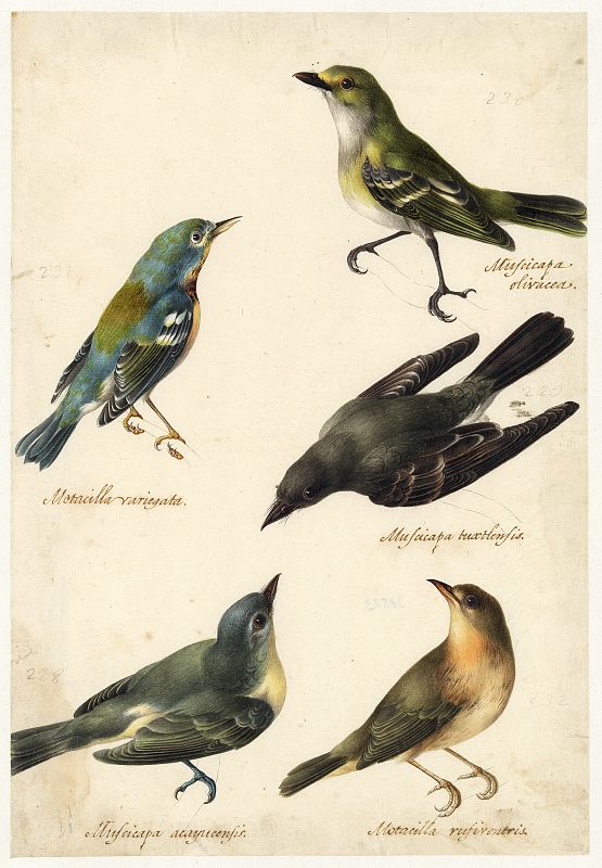 José Atanasio Echeverría, "Estudios ornitológicos de cinco pájaros" (1800)