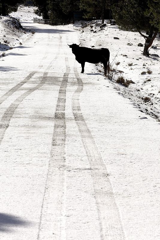 Carretera de acceso al municipio abulense de Las Navas del Marqués