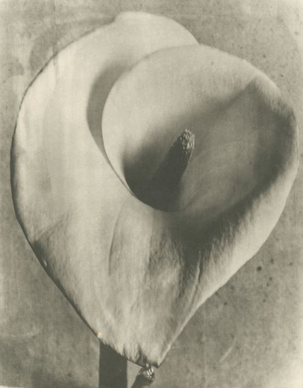 Tina Modotti, "Calla Lily", (1924-26)