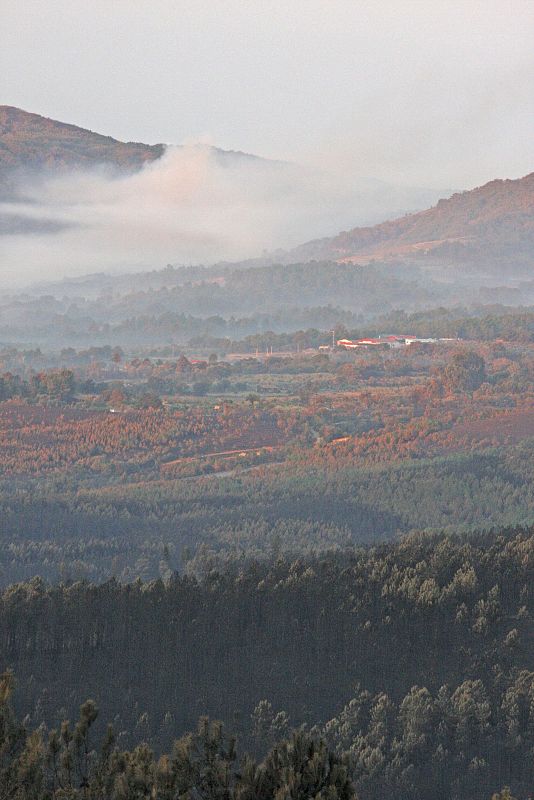 Pinares calcinados y alguna zona aún en llamas a causa del incendio