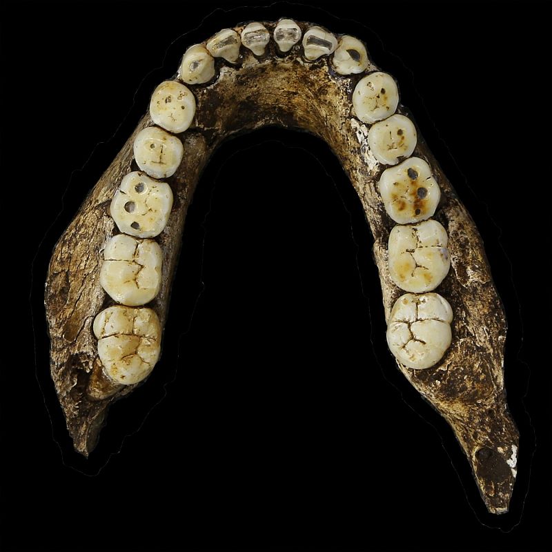 Mandíbula de un 'Homo naledi'