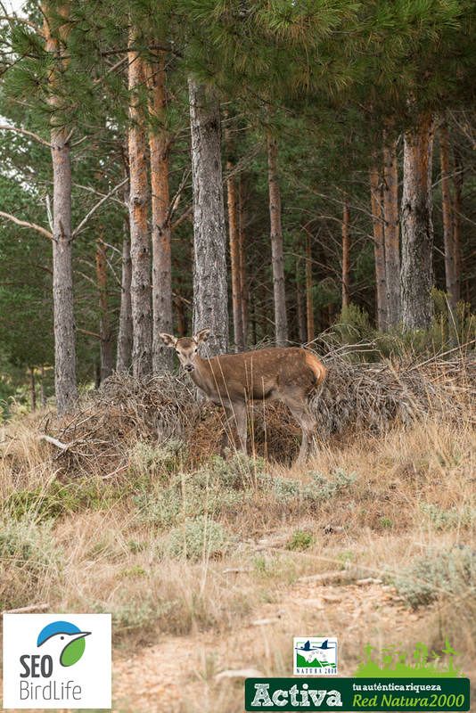  Una cierva en la Sierra de la Culebra