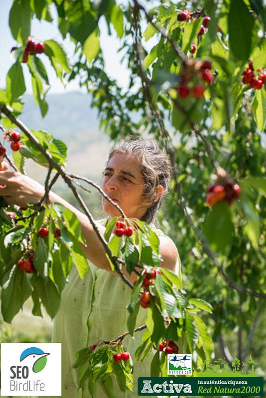   Carmen, recogiendo cerezas