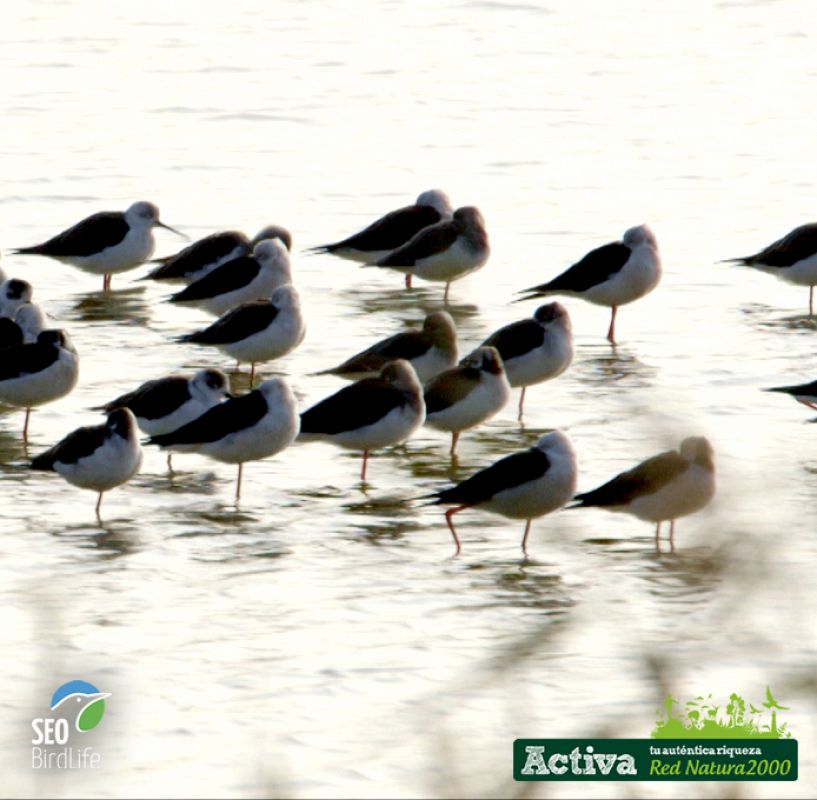 Cigueñuelas en la Albufera