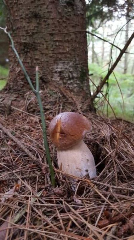 Boletus