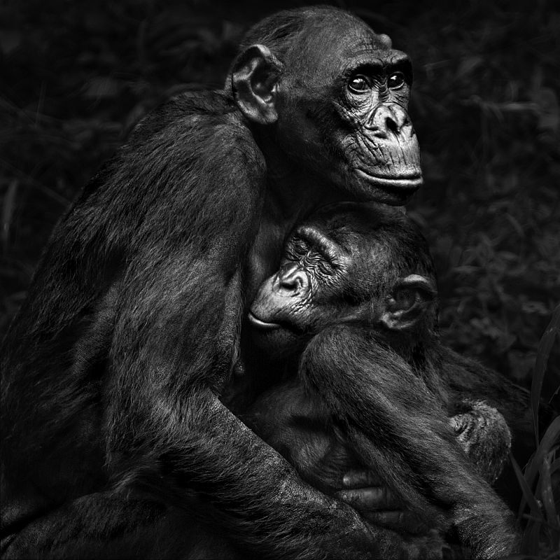 Durante una larga convalecencia, Isabel Muñoz se planteó la necesidad de fotografiar lo más básico, el origen del ser humano. De ahí surgió Álbum de familia, un trabajo sobre los primates que le llevó a recorrer distintos continentes y le hizo conoc