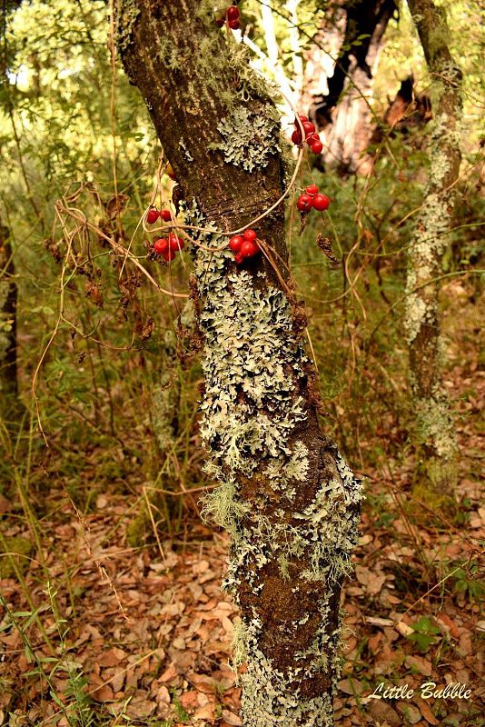 Aquí la tierra - Tesoros de El Bierzo