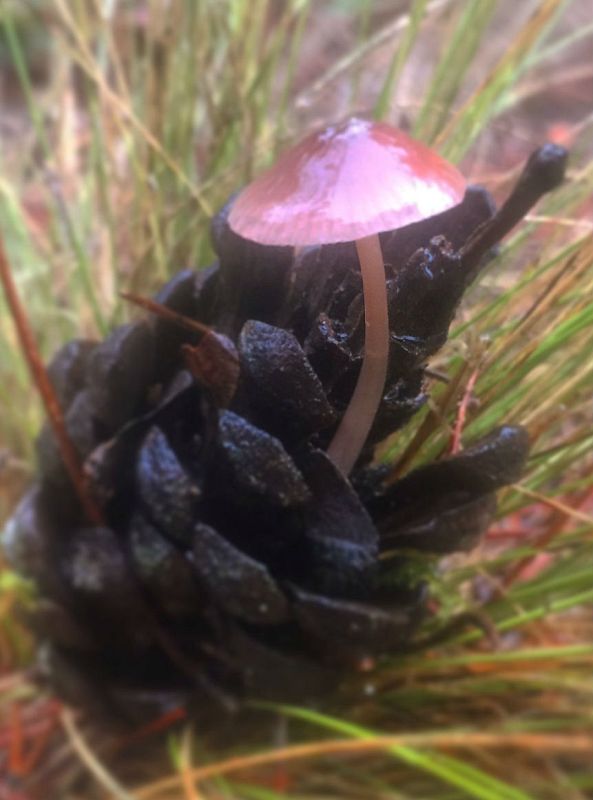 Aquí la tierra - Mycena Seynii