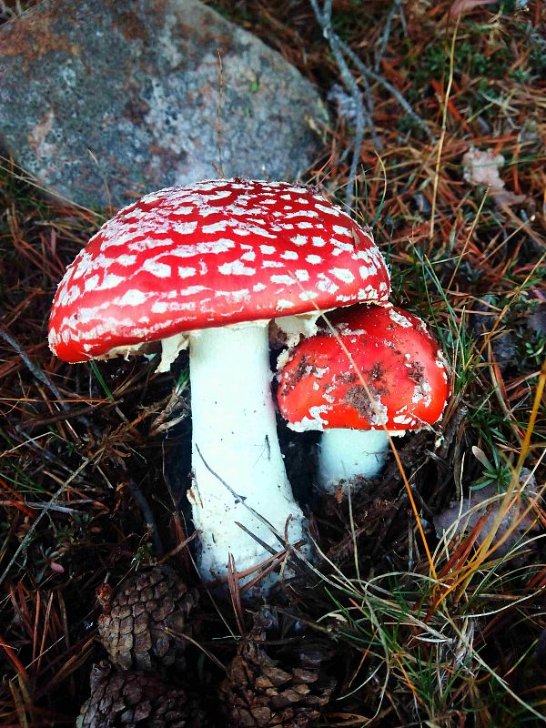 Aquí la tierra - Amanitas Muscarias