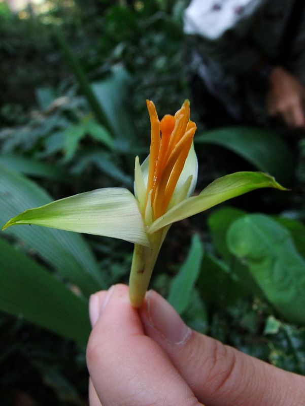 Musa Nanensis