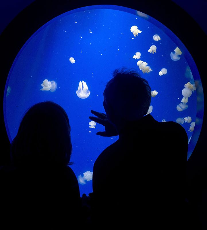 Inauguración de la exposición "Medusas como jamás se habían visto"