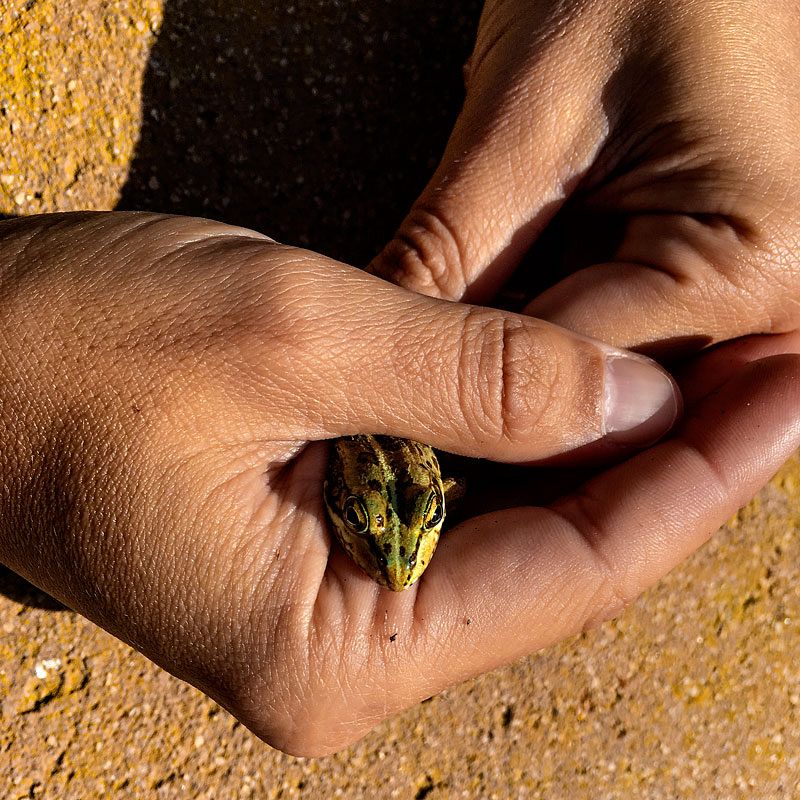 En el Delta del Ebro encontramos distintas especies de rana, entre ellas, la rana común