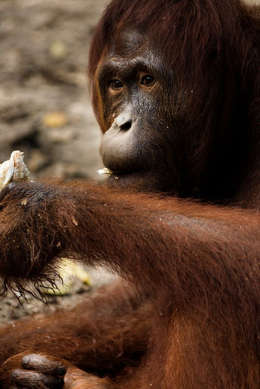 Si sigue el actual ritmo de deforestación, el orangután puede extinguirse