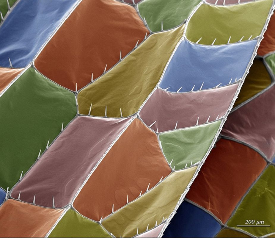 'El vuelo de la libélula', fotografía seleccionada en la modalidad micro