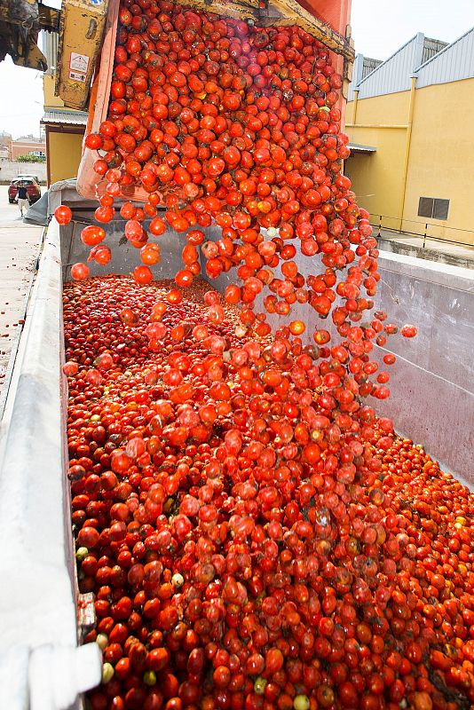 Más de 145.000 kilos de tomates para Buñol y para el mundo