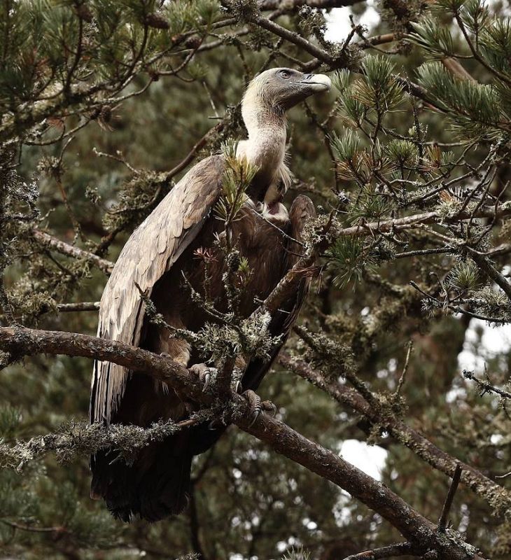 Un buitre, ave huidiza ante la presencia del hombre, sobre la rama de un árbol