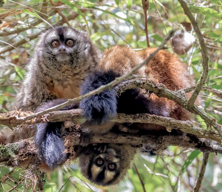 El mico nocturno es una especie de primate endémico de Perú.