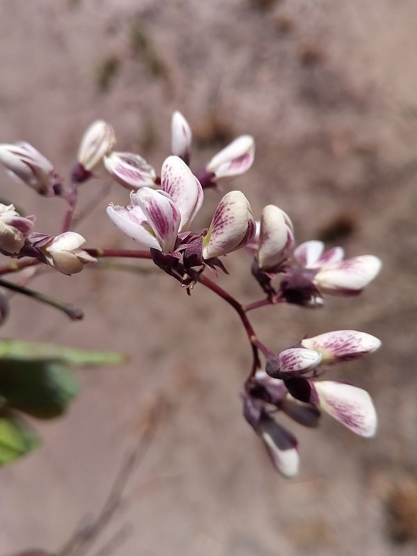 Dalbergia pervillei es una espcie que puede encontrarse únicamente en Madagascar.
