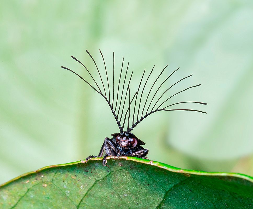 La selección natural ha dotado a las luciérnagas macho del género Ethra, como este ejemplar fotografiado en el bosque atlántico de Brasil, con una vistosa herramienta para maximizar sus posibilidades de encontrar pareja. La forma en abanico de sus a