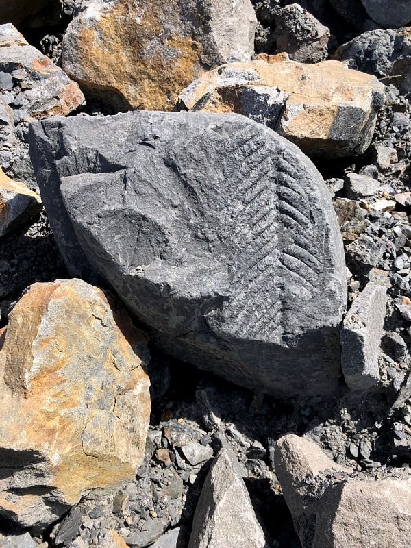 Trabajos de campo. Fósil de Dicksonia antartica producto de voladuras en la restauración y renaturalizaciónde la mina Nueva Julia. Carrasconte (Laciana).