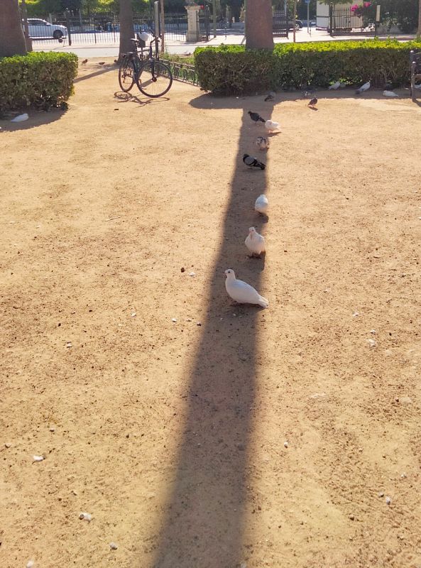 Unas palomas se resguardan del sol en la sombra que proyecta el tronco de un árbol en el suelo en el Parque de María Luisa en pleno centro de Sevilla.