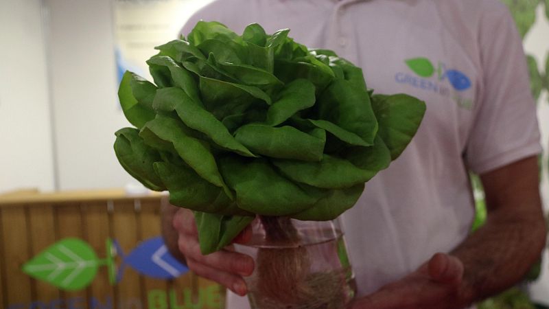 Un enciam de Green in Blue al Gastronòmic Fòrum Barcelona