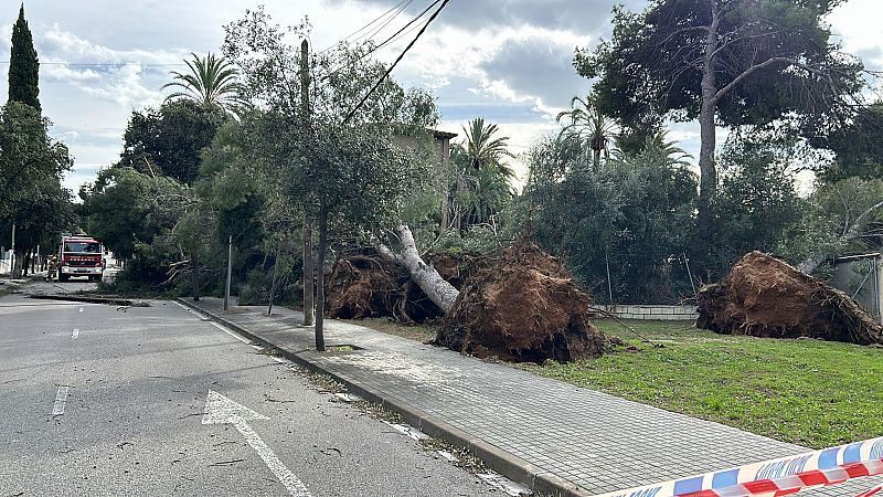 Árboles caídos bloquean una calle tras fuertes vientos. Un camión de bomberos está en el lugar.