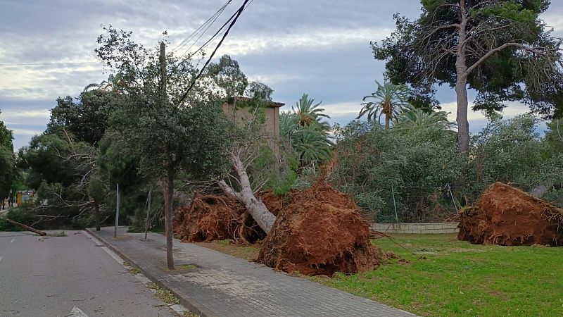Árboles caídos con raíces al aire tras fuertes vientos.
