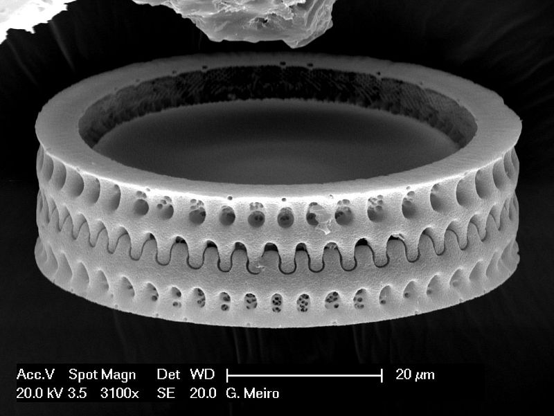 El universo microscópico de las diatomeas.