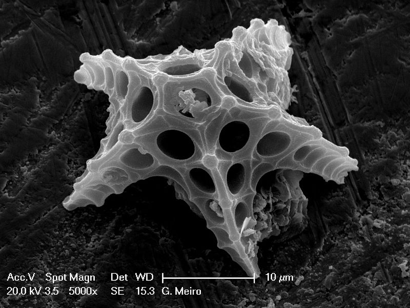 El universo microscópico de las diatomeas.