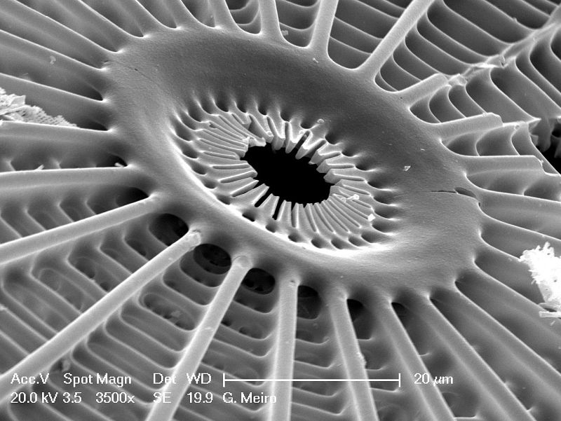 Interior de un frústulo de diatomea fósil de Arachnoidiscus.