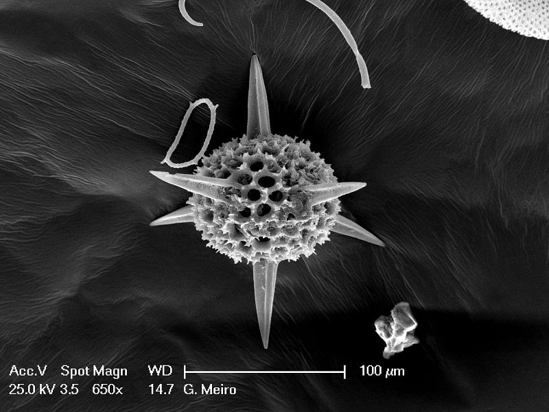 El universo microscópico de las diatomeas.