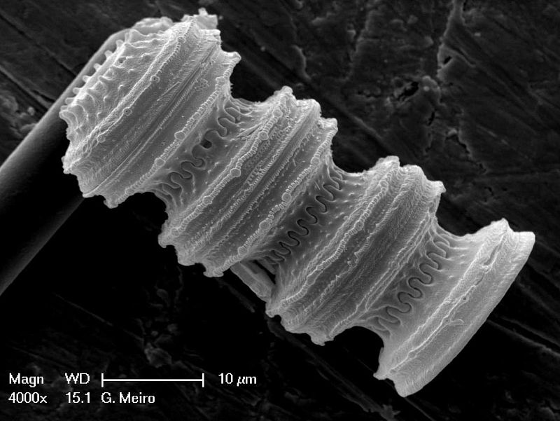 La belleza invisible de la vida unicelular.