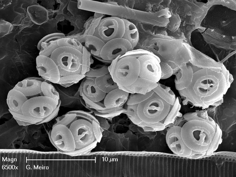 El universo microscópico de las diatomeas.