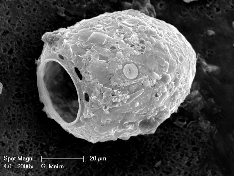 El universo microscópico de las diatomeas.