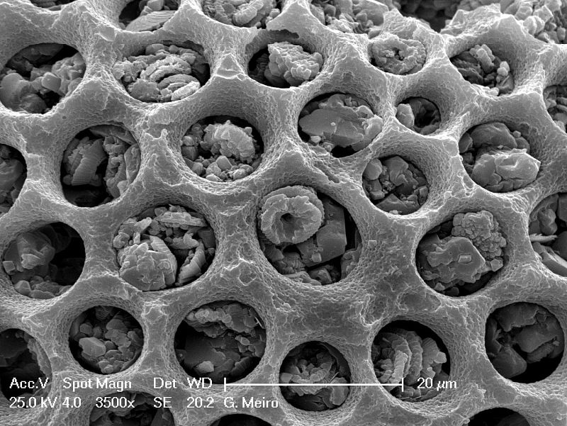El universo microscópico de las diatomeas.