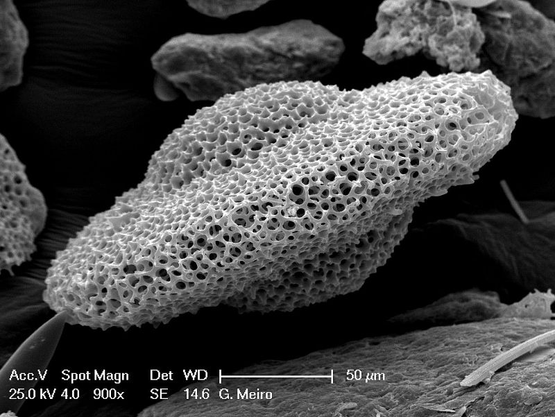 El universo microscópico de las diatomeas.