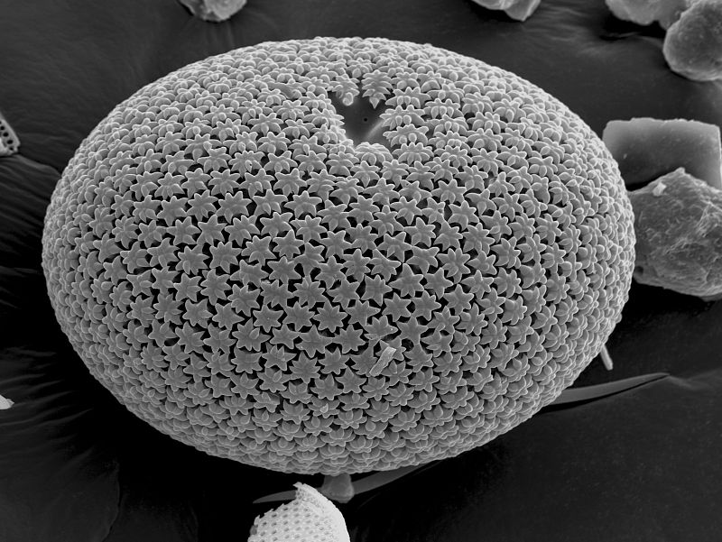 Esterraster, una espícula fósil silícea de geodia.