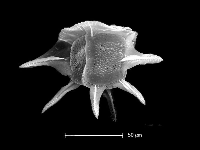 El universo microscópico de las diatomeas.
