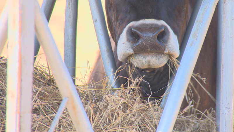 Primer plano de una vaca comiendo heno seco, con el hocico y las barras de un comedero visibles. La imagen ilustra la alimentación del ganado.