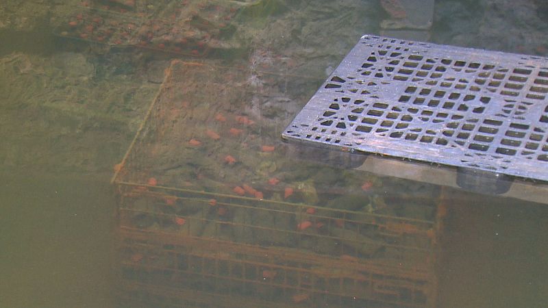 Botellas de la Bodega Vidular sumergidas en jaulas metálicas en la cetaria Incumar de Comillas, con detalles naranjas en sus cuellos, en agua turbia.